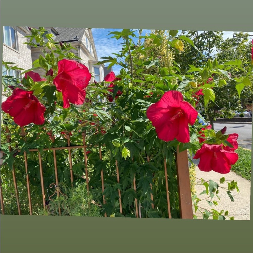 Meet your Posher, Estania